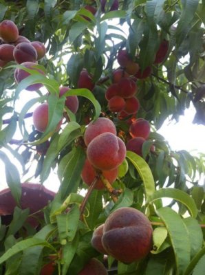 Tone de fructe şi legume distribuite la Medgidia şi Roman